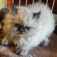 Elvis is registered to the contest to win money with this photo: kitten, cat, fluffy, fur, pet, animal, cute, small, indoor, whiskers, face, ears, paws, texture, closeup, portrait, feline, soft, resting, young