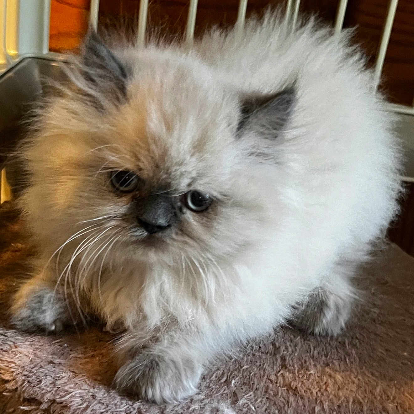Elvis is registered to the contest to win money with this photo: kitten, cat, fluffy, fur, pet, animal, cute, small, indoor, whiskers, face, ears, paws, texture, closeup, portrait, feline, soft, resting, young