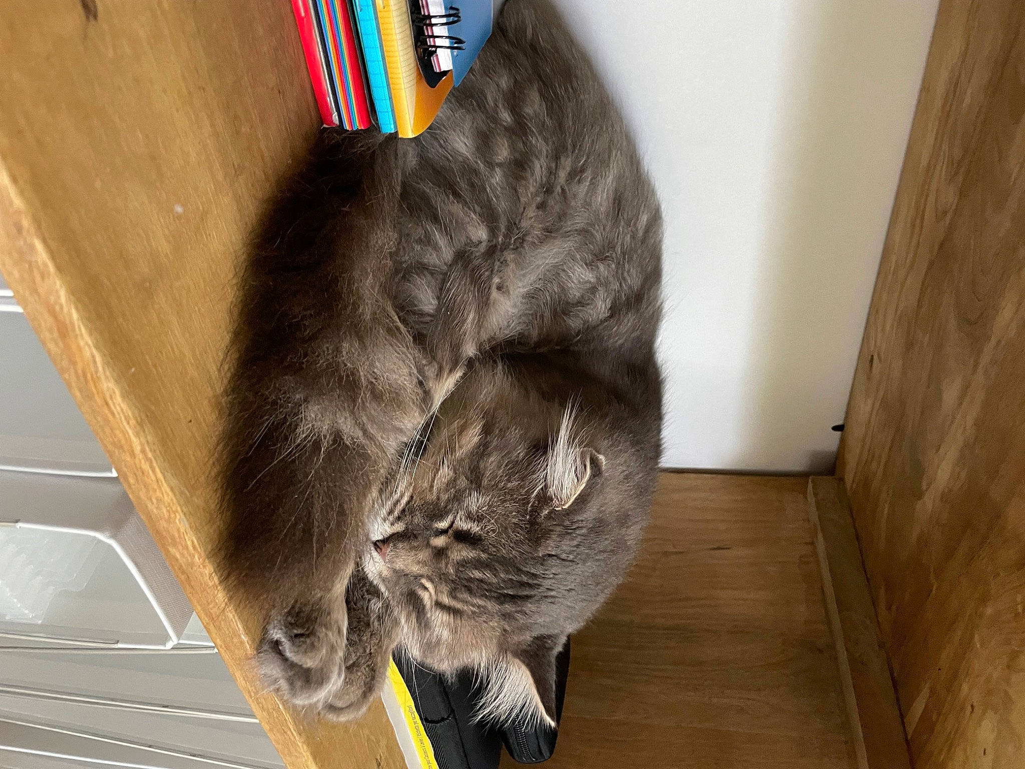 Stanley a rejoint le concours — aidez-le/la à gagner de superbes lots ! carnivore, cat, claw, domestic_short_haired_cat, felidae, floor, flooring, fur, hardwood, small_to_medium_sized_cats, snout, tail, whiskers, wood, wood_stain