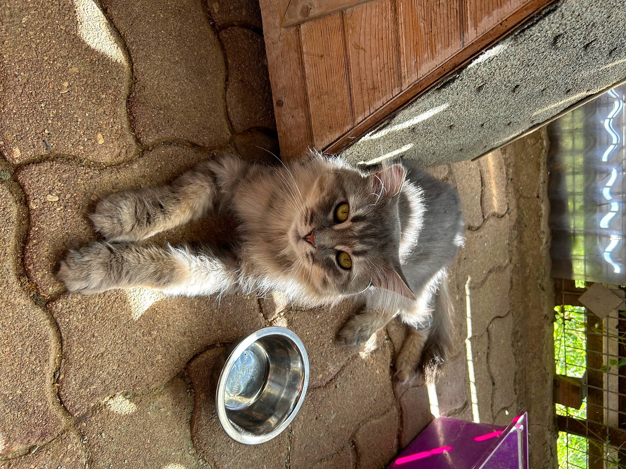 Stanley participe au concours pour gagner de l'argent avec cette photo : art, carnivore, cat, claw, domestic_short_haired_cat, felidae, flooring, fur, paw, road_surface, shadow, small_to_medium_sized_cats, snout, soil, tail, terrestrial_animal, whiskers, window, wood