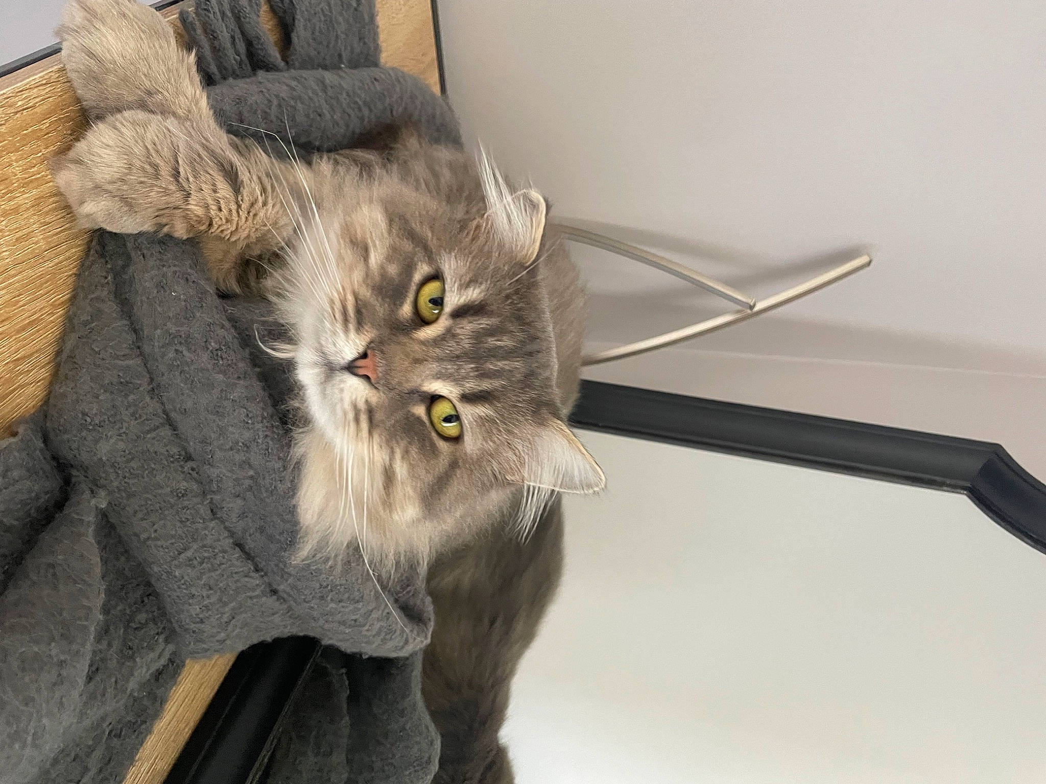 Stanley participe au concours pour gagner de l'argent avec cette photo : british_longhair, carnivore, cat, claw, comfort, domestic_short_haired_cat, felidae, fur, grey, small_to_medium_sized_cats, snout, tail, terrestrial_animal, whiskers
