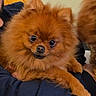 Luna participe au concours pour gagner de l'argent avec cette photo : dog, pomeranian, fluffy, pet, animal, cute, brown, fur, indoor, portrait, looking, eyes, face, companion, cuddly, mammal, friendship, domestic, adorable, small_dog
