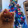 dog, pomeranian, pet, red_bow, fur, christmas_tree, holiday, ornaments, lights, festive, cute, table, indoor, decoration, celebration, seasonal, holiday_lighting, fluffy, animal, christmas