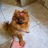 Luna a rejoint le concours — aidez-le/la à gagner de superbes lots ! dog, pomeranian, paw, hand, tile_floor, bow, cute, fluffy, pet, indoor, brown_fur, small_dog, animal, friendly, human_hand, fur, pet_accessory, floor_tiles, wooden_furniture, interaction