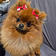 Luna participe au concours pour gagner de l'argent avec cette photo : dog, pomeranian, fluffy, red_bow, pet, cute, sitting, indoor, fur, small_dog, animal, companion, adorable, brown_fur, face, ears, couch, domestic_animal, looking_at_camera, portrait