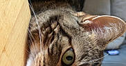 Titoune participe au concours pour gagner de l'argent avec cette photo : cat, tabby_cat, feline, pet, animal, green_eyes, whiskers, striped_fur, closeup, portrait, upside_down, curious, peeking, indoor, home, furniture, wood, cushion, playful, funny