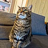 Titoune a rejoint le concours — aidez-le/la à gagner de superbes lots ! cat, tabby_cat, pet, animal, feline, green_eyes, whiskers, striped_fur, sitting, upright, sofa, couch, cushion, living_room, bookshelf, books, indoor, portrait, wood_paneling, domestic_animal