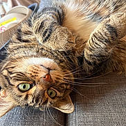 Titoune participe au concours pour gagner de l'argent avec cette photo : cat, tabby, pet, animal, feline, sleeping, relaxed, upside_down, couch, sofa, indoor, close_up, whiskers, green_eyes, fur, paw, lying_down, portrait, cozy, funny