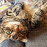 cat, tabby, pet, animal, feline, sleeping, relaxed, upside_down, couch, sofa, indoor, close_up, whiskers, green_eyes, fur, paw, lying_down, portrait, cozy, funny