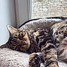 Titoune participe au concours pour gagner de l'argent avec cette photo : cat, tabby, feline, pet, animal, sleeping, relaxed, lying_down, stretched_paw, whiskers, green_eyes, striped_fur, fluffy, window, window_perch, cushion, indoor, brick_wall, sunlight, close_up