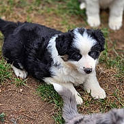 Ambre a rejoint le concours — aidez-le/la à gagner de superbes lots ! adorable, animal, black_and_white, blurry_background, companion, curious, cute, dirt, dog, fur, grass, nature, outdoor, pet, playful, puppy, sitting, soft, tail, young