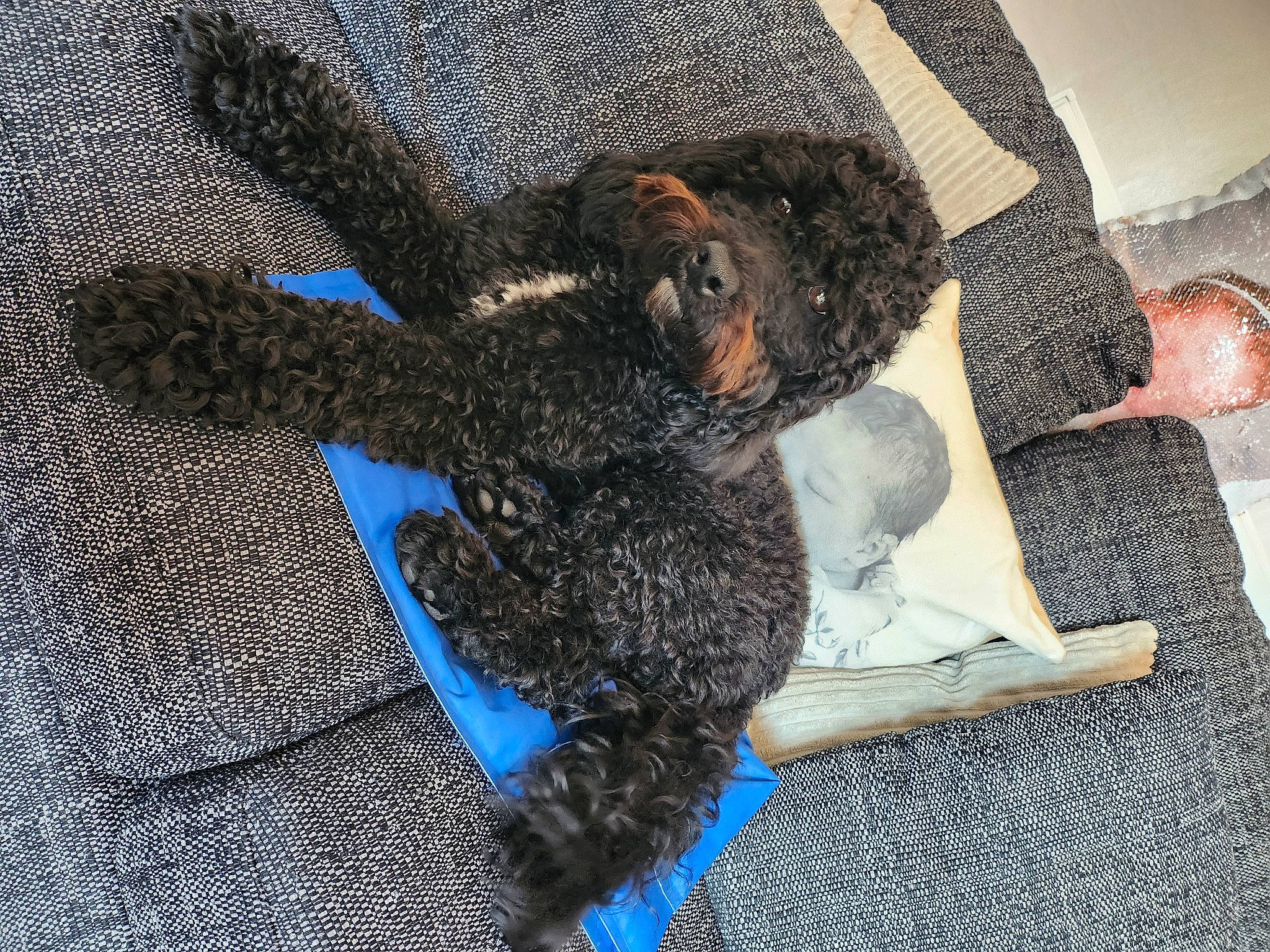 Teddy is registered to the contest to win money with this photo: claw, doll, electric_blue, fashion_accessory, foot, fur, grey, human_leg, pattern, paw, shadow, tail, terrestrial_animal, textile, thigh, toy, wool, woolen, woven_fabric, wrist