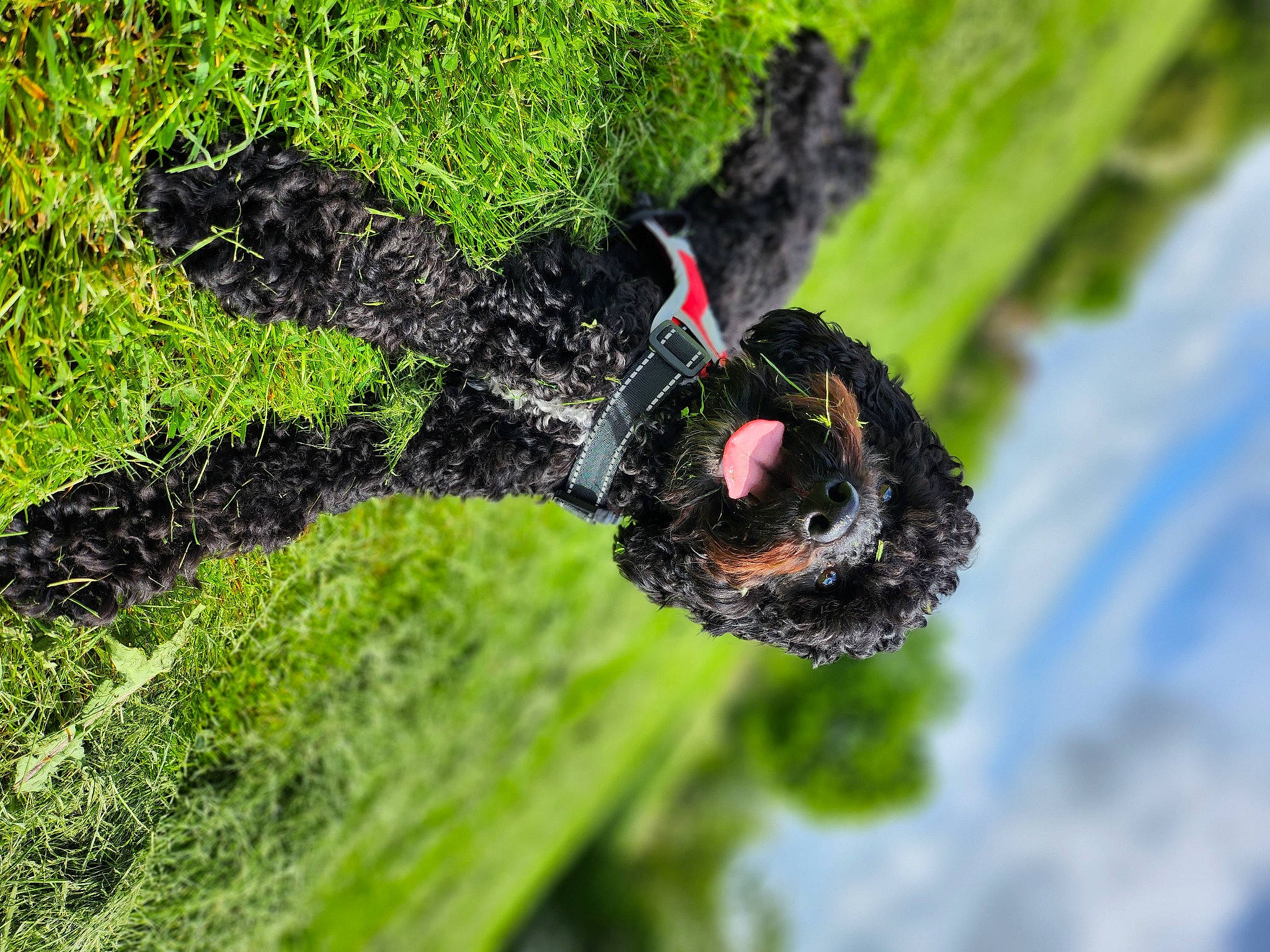 Teddy joined the competition — help win amazing prizes! _geese_and_swans, beak, botany, close_up, duck, ducks, grass, groundcover, landscape, organism, parasite, plant, shrub, soil, terrestrial_animal, terrestrial_plant, tree, trunk, vascular_plant, water