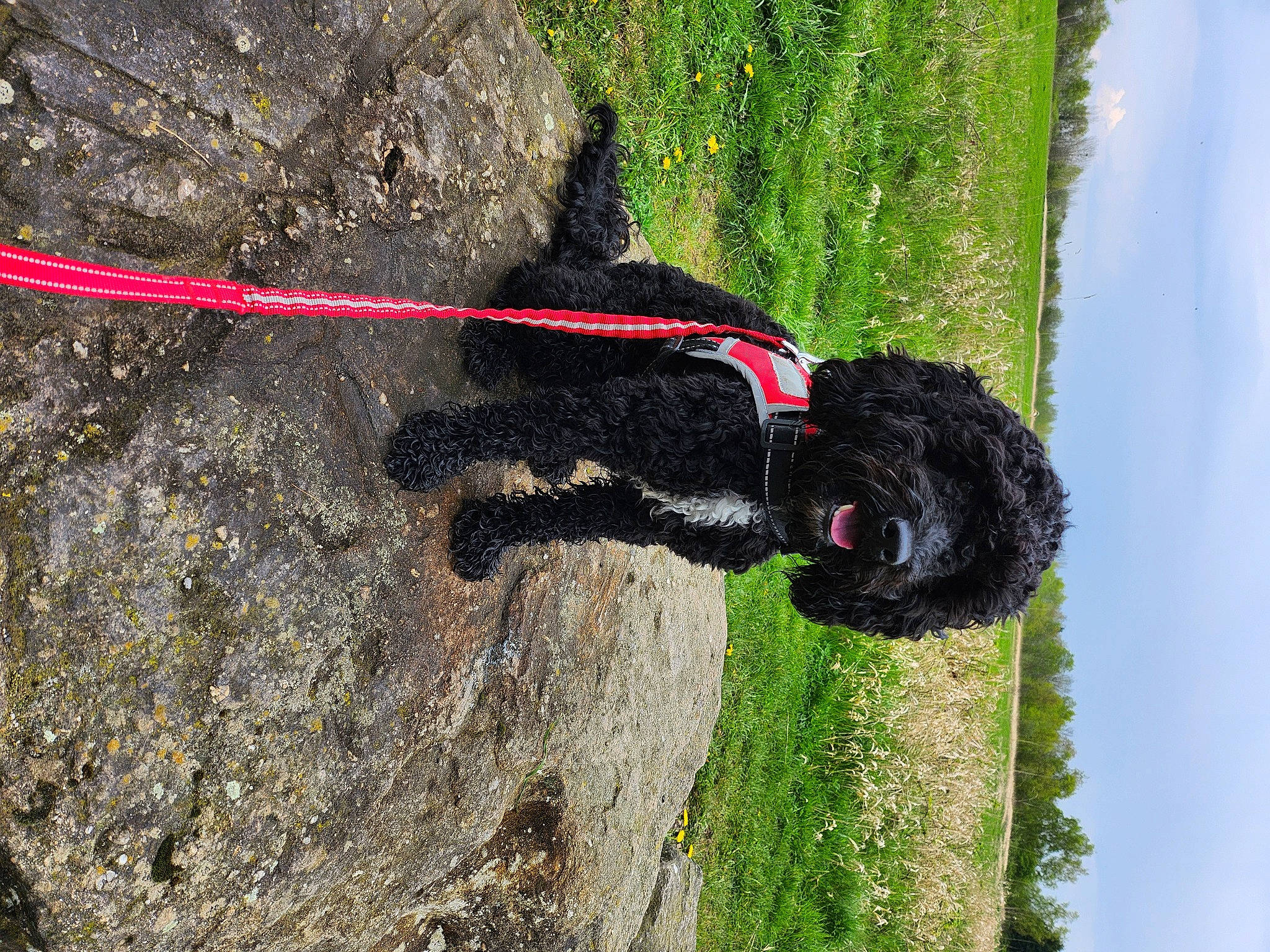 Teddy joined the competition — help win amazing prizes! adventure, automotive_tire, beak, carmine, grass, plant, recreation, rock_climbing_equipment, rope, rope_rhythmic_gymnastics, sky, soil, sporting_group, terrestrial_animal, tree, trunk