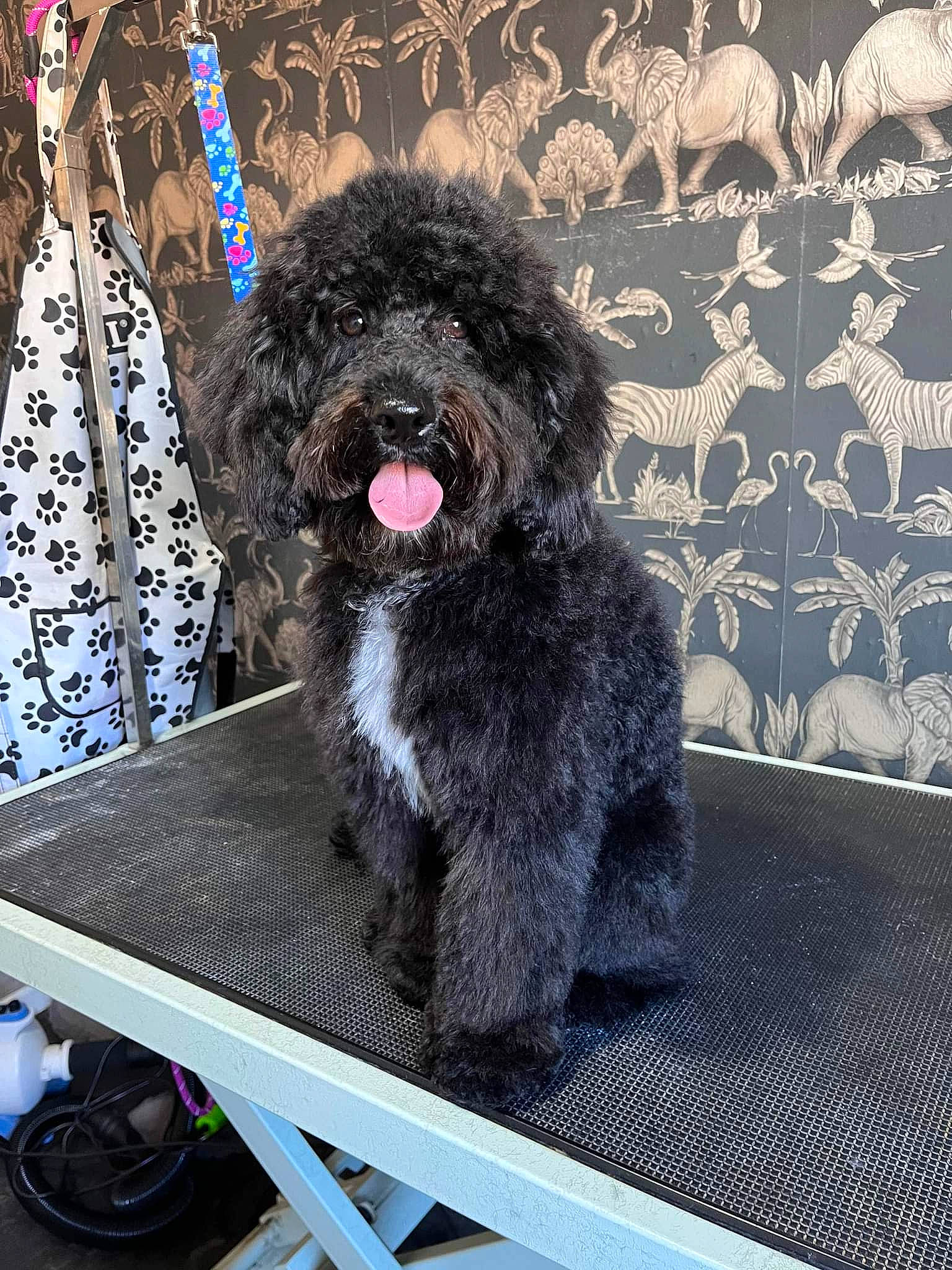 Teddy is registered to the contest to win money with this photo: art, bird, carnivore, collar, companion_dog, dog, dog_breed, dog_supply, font, fur, grey, magenta, pattern, poodle, sporting_group, terrestrial_animal, toy_dog, vertebrate, water_dog, working_animal