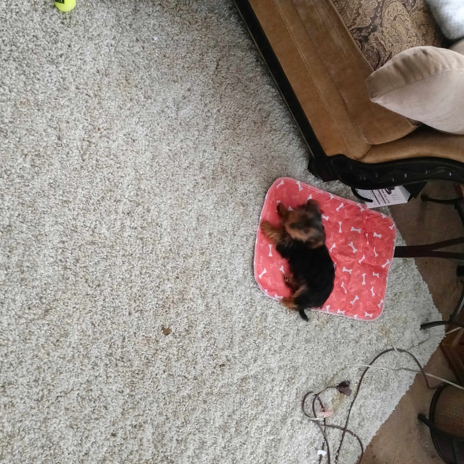 Frankie is registered to the contest to win money with this photo: asphalt, carmine, carpet, comfort, concrete, fashion_accessory, floor, flooring, foot, hardwood, human_leg, leg, nail, road_surface, sandal, sitting, soil, thigh, tile, wood