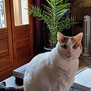 Maya a rejoint le concours — aidez-le/la à gagner de superbes lots ! angora, animal, architecture, building, cat, door, flower, hardwood, house, housing, jar, kitten, pet, plant, planter, pottedplant, pottery, tree, vase, wood