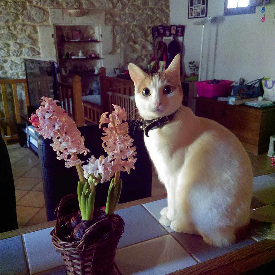 Manina participe au concours pour gagner de l'argent avec cette photo : architecture, building, diningroom, diningtable, flower, flowerarrangement, flowerbouquet, furniture, indoors, interiordesign, jar, livingroom, petal, plant, planter, pottedplant, pottery, room, table, vase