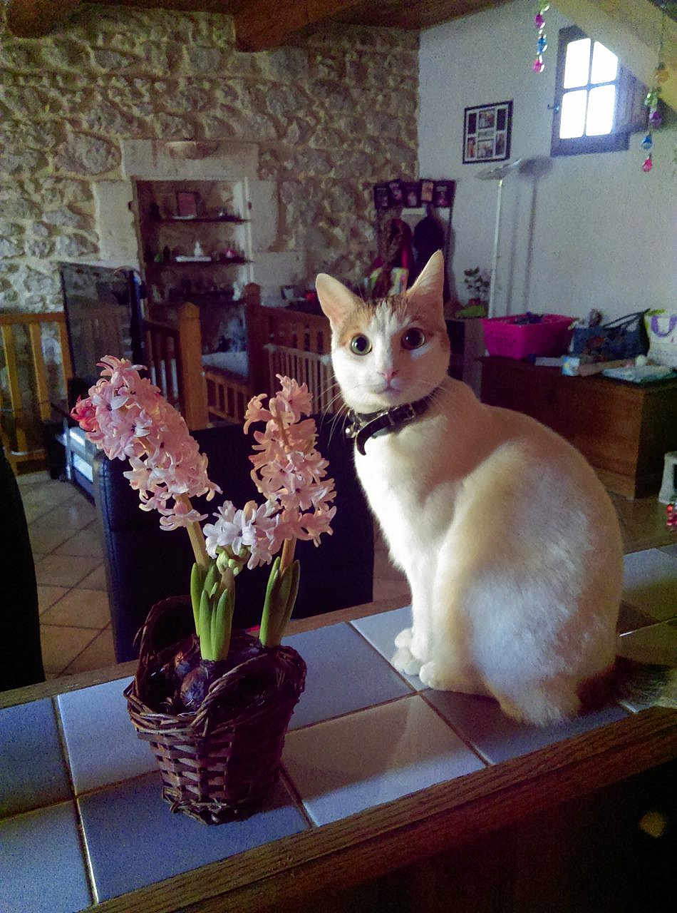 Manina participe au concours pour gagner de l'argent avec cette photo : architecture, building, diningroom, diningtable, flower, flowerarrangement, flowerbouquet, furniture, indoors, interiordesign, jar, livingroom, petal, plant, planter, pottedplant, pottery, room, table, vase