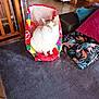 Manina a rejoint le concours — aidez-le/la à gagner de superbes lots ! cat, white_cat, bag, blanket, pillow, indoor, furniture, wood, floor, tile_floor, curious, pet, animal, cozy, colorful, green_eyes, sitting, domestic, home, soft_texture