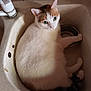 Manina a rejoint le concours — aidez-le/la à gagner de superbes lots ! cat, sink, kitchen, pet, feline, white_fur, brown_fur, domestic_animal, tile, faucet, bowl, curious, resting, indoor, animal, paw, closeup, cute, cozy, household