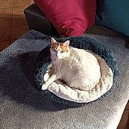 Manina participe au concours pour gagner de l'argent avec cette photo : cat, pet, bed, cozy, indoor, feline, resting, fluffy, blanket, pillow, cushion, sofa, relaxed, animal, fur, home, comfort, white_cat, orange_spots, sunlight