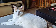 Manina participe au concours pour gagner de l'argent avec cette photo : cat, white_cat, orange_cat, pet, indoor, table, living_room, furniture, plant, television, floor, curious, relaxed, domestic_animal, animal, mammal, tail, ears, eyes, fur