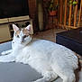 cat, white_cat, orange_cat, pet, indoor, table, living_room, furniture, plant, television, floor, curious, relaxed, domestic_animal, animal, mammal, tail, ears, eyes, fur