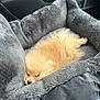 dog, pomeranian, sleeping, pet_bed, gray, fluffy, car_interior, cozy, nap, fur, cute, small_dog, resting, domestic_animal, animal, soft_texture, comfort, vehicle, seat, relaxation