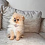dog, puppy, pomeranian, fluffy, pet, cute, collar, sitting, couch, indoor, beige, fur, small, animal, domestic_animal, canine, companion, portrait, head_tilt, curious