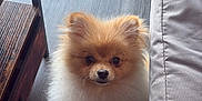 Peanut is registered to the contest to win money with this photo: dog, pomeranian, fluffy, pet, indoor, floor, wooden_floor, chair, sofa, cushion, small_dog, curious, brown, white_fur, cute, animal, companion, domestic, portrait, looking_up