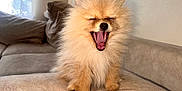 Peanut is registered to the contest to win money with this photo: animal, beige, couch, cozy, cute, dog, fluffy, fur, furniture, home, indoor, mouth_open, paw, pet, pomeranian, relaxing, sitting, small_dog, tongue, yawning
