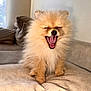 dog, pomeranian, fluffy, yawning, pet, indoor, couch, beige, fur, mouth_open, cute, animal, small_dog, home, relaxing, sitting, tongue, paw, furniture, cozy