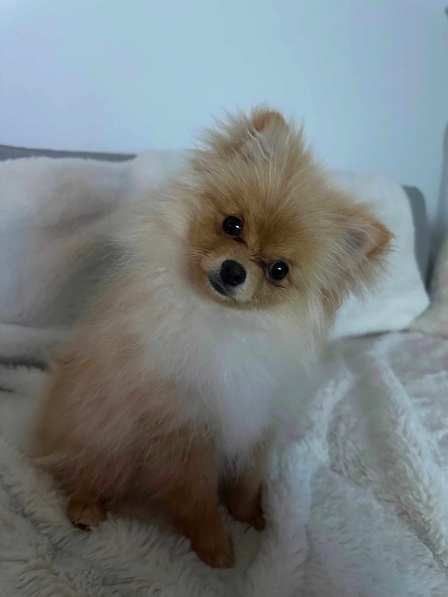 Peanut