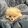 puppy, dog, pomeranian, pet_bed, car_interior, fluffy, cute, animal, small_dog, fur, cozy, resting, seat, soft, indoors, adorable, face, eyes, nose, car_seat