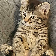 Ozzie joined the competition — help win amazing prizes! kitten, cat, tabby, pet, animal, feline, cute, relaxed, sitting, couch, indoor, fur, whiskers, ears, paw, young, domestic, cozy, gray, home
