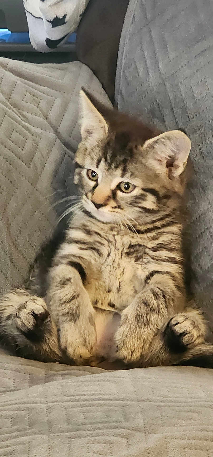 Ozzie
