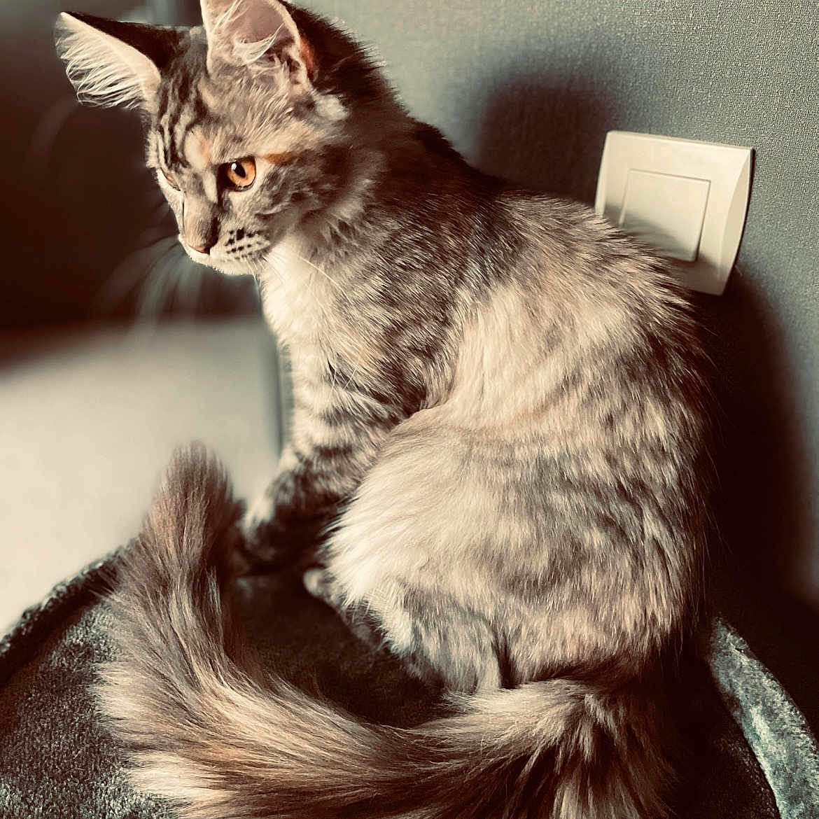 Maya a rejoint le concours — aidez-le/la à gagner de superbes lots ! abyssinian, angora, animal, brasssection, cat, electricaldevice, gray, horn, indoors, kitten, manx, musicalinstrument, pet, siamese, switch