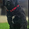 puppy, dog, black_dog, red_collar, grass, outdoor, pet, young_dog, cute, animal, fur, mammal, canine, portrait, sitting, nature, green, young_pet, domestic_animal, friendly