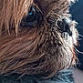 dog, close_up, fur, eye, nose, pet, animal, fluffy, texture, cozy, blanket, brown, soft, portrait, indoor, cute, muzzle, whiskers, snout, sleepy