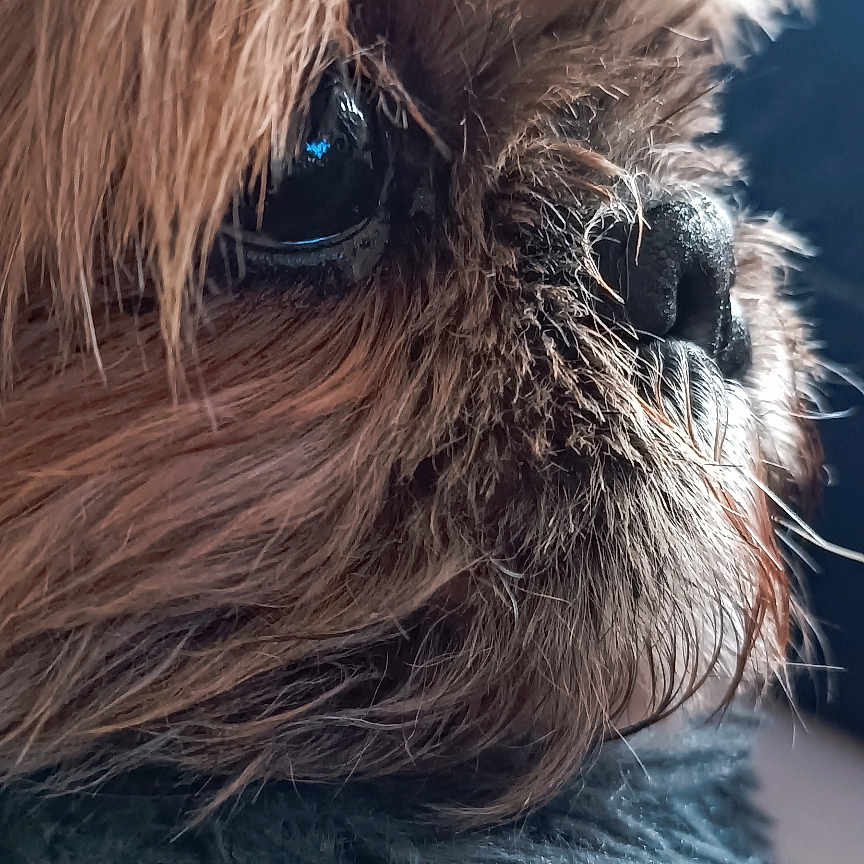 Sushie participe au concours pour gagner de l'argent avec cette photo : animal, blanket, brown, close_up, cozy, cute, dog, eye, fluffy, fur, indoor, muzzle, nose, pet, portrait, sleepy, snout, soft, texture, whiskers
