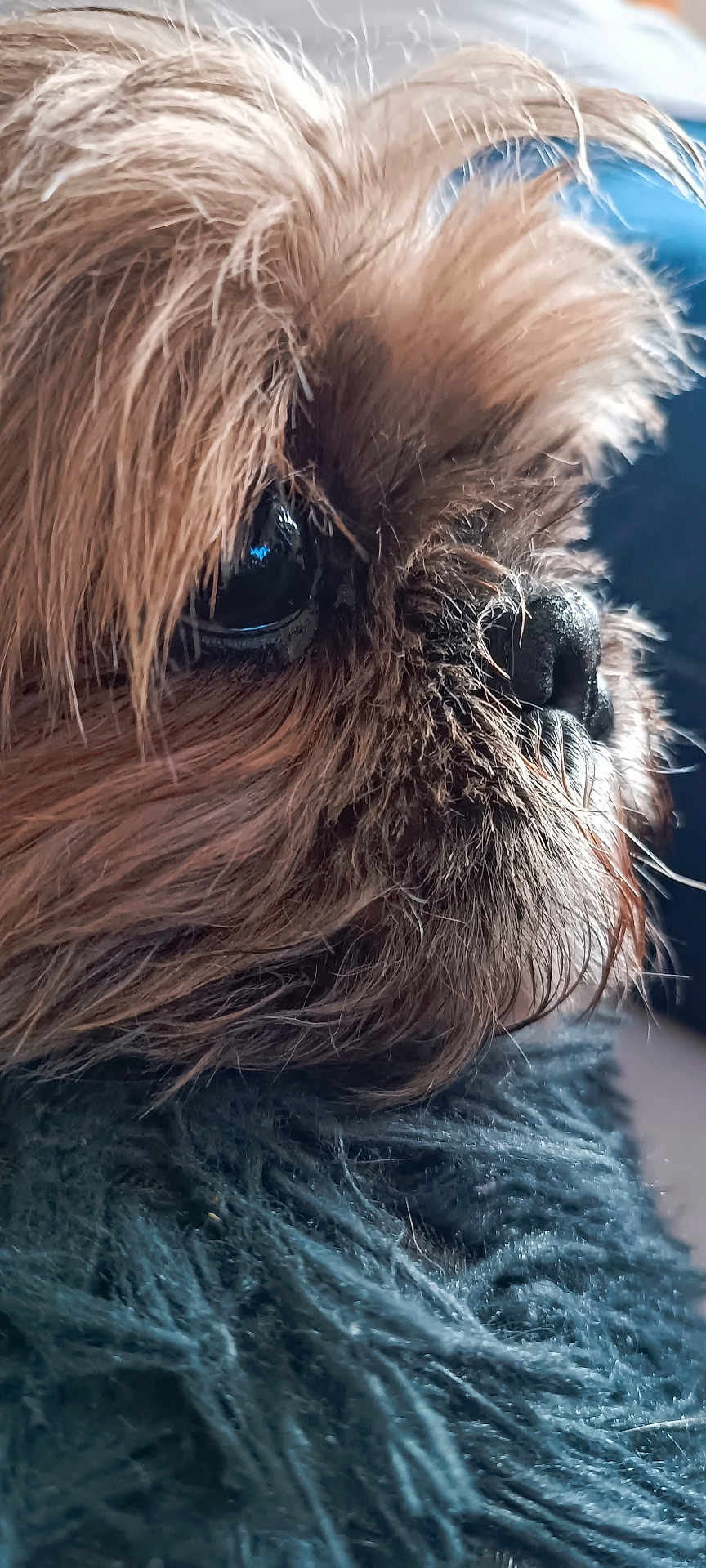Sushie participe au concours pour gagner de l'argent avec cette photo : dog, close_up, fur, eye, nose, pet, animal, fluffy, texture, cozy, blanket, brown, soft, portrait, indoor, cute, muzzle, whiskers, snout, sleepy