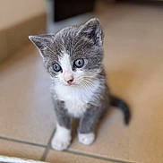 Aligot participe au concours pour gagner de l'argent avec cette photo : kitten, cat, gray, white, fur, pet, animal, cute, small, floor, tile, indoor, whiskers, young, looking, curious, sitting, portrait, mammal, domestic