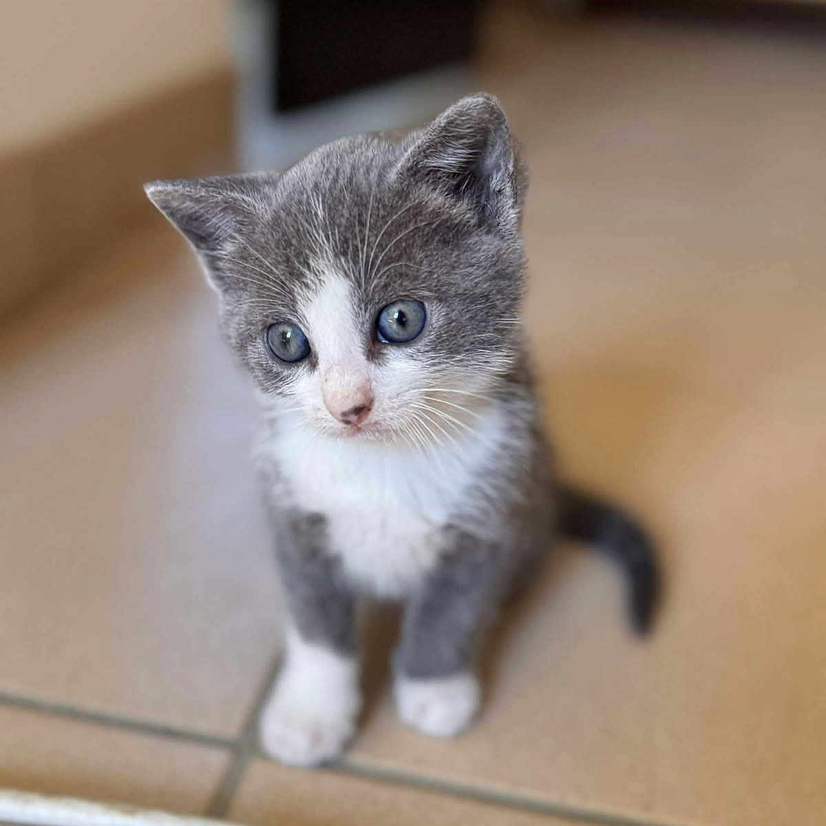 Aligot participe au concours pour gagner de l'argent avec cette photo : animal, cat, curious, cute, domestic, floor, fur, gray, indoor, kitten, looking, mammal, pet, portrait, sitting, small, tile, whiskers, white, young