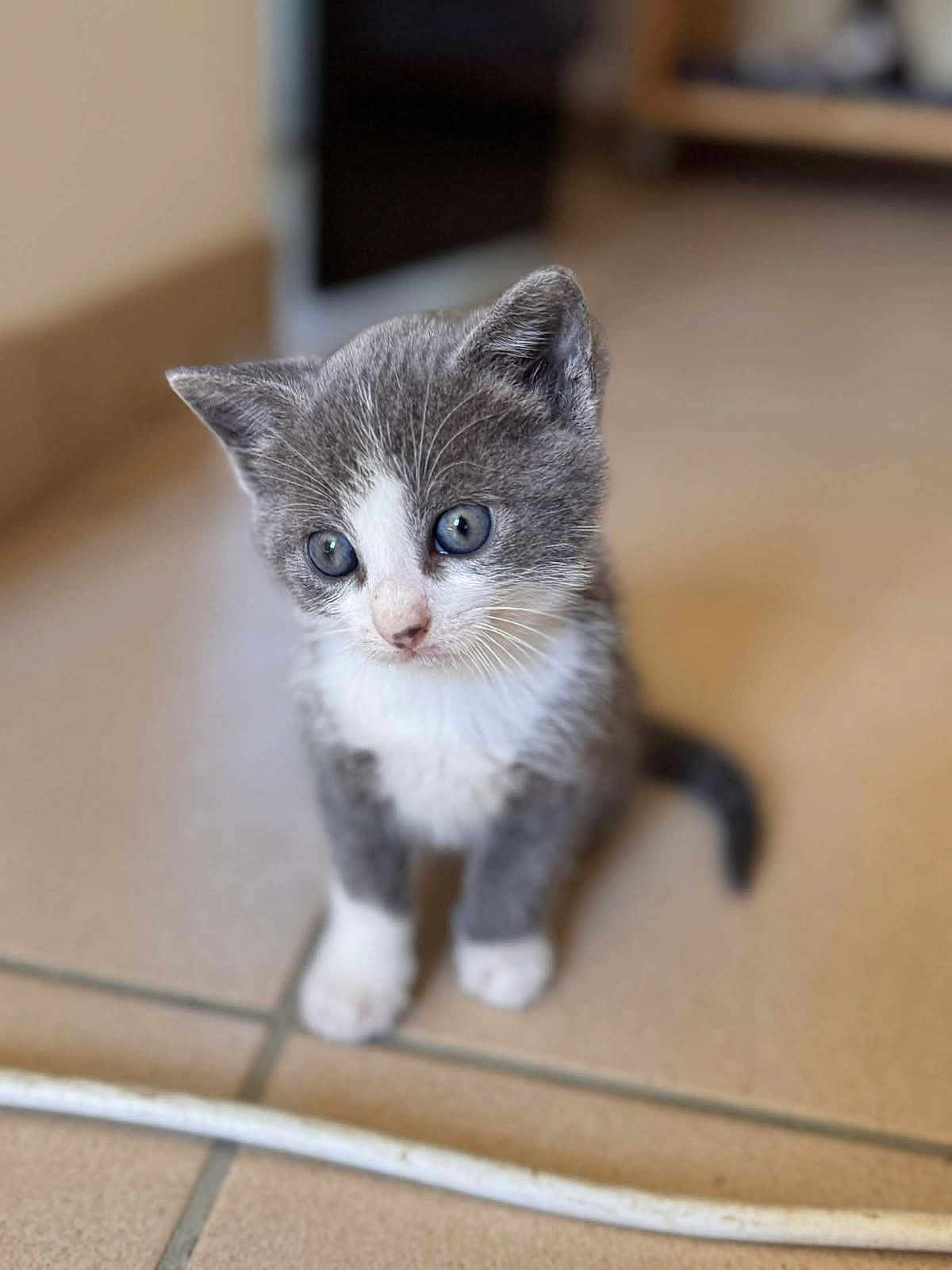 Aligot participe au concours pour gagner de l'argent avec cette photo : kitten, cat, gray, white, fur, pet, animal, cute, small, floor, tile, indoor, whiskers, young, looking, curious, sitting, portrait, mammal, domestic