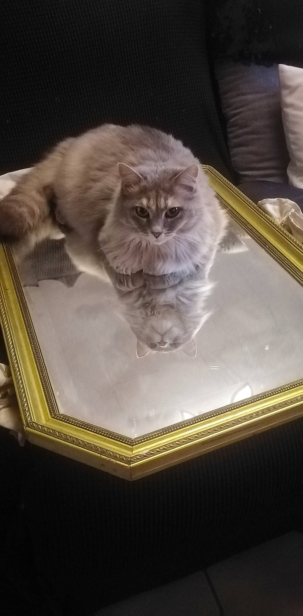 Hermine a rejoint le concours — aidez-le/la à gagner de superbes lots ! art, british_longhair, carnivore, cat, domestic_short_haired_cat, fawn, felidae, fur, grey, small_to_medium_sized_cats, snout, tail, terrestrial_animal, visual_arts, whiskers, wood