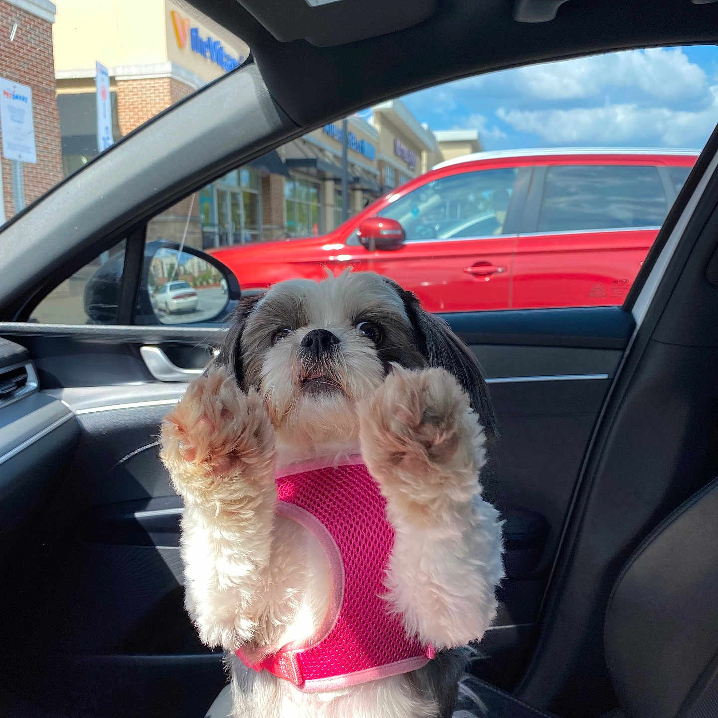 Layla is registered to the contest to win money with this photo: alloywheel, animal, architecture, canine, car, car_interior, carseat, carwheel, dog, machine, person, pet, puppy, sedan, spoke, suv, tire, transportation, vehicle, wheel