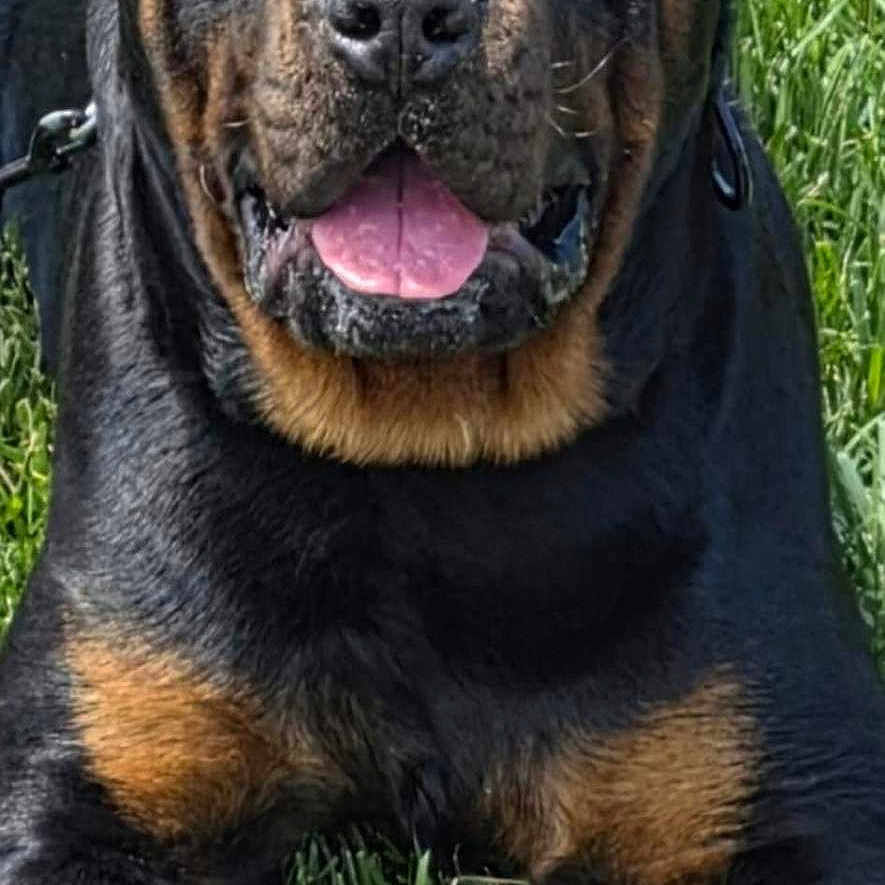 Ace Boogie is registered to the contest to win money with this photo: animal, black, canine, collar, dog, ears, face, fur, grass, happy, leash, legs, mammal, nose, outdoor, panting, pet, rottweiler, tan, tongue