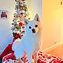 Foxy is registered to the contest to win money with this photo: dog, white_dog, christmas_tree, holiday, blanket, indoor, decorations, festive, fur, pet, cute, small_dog, living_room, red, white, lights, cozy, portrait, animal, home