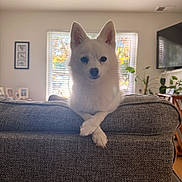 Foxy is registered to the contest to win money with this photo: dog, white_dog, couch, living_room, crossed_paws, window, indoor, pet, furniture, houseplant, television, decor, framed_pictures, natural_light, cozy, relaxed, cute, pet_portrait, fluffy, domestic_animal
